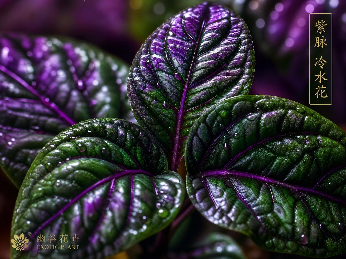 糖心糖心植物社区：稀有多肉植物视频测评，50种珍稀品种视频展示